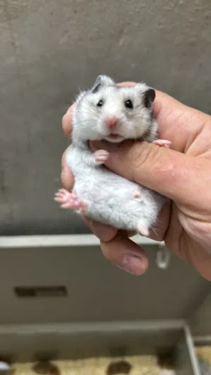 هامستر سوري Syrian Hamster