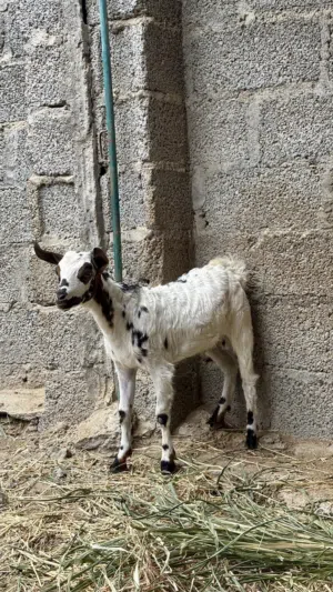 للبيع صخل صلالي