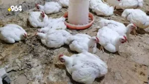 دجاج ميت للكلاب والقطط نضيف مابي ريحه