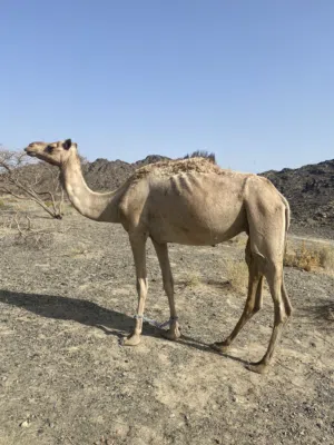 ناقه مهجنه