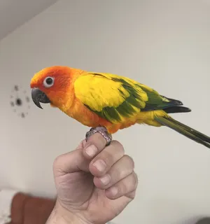 Birds2