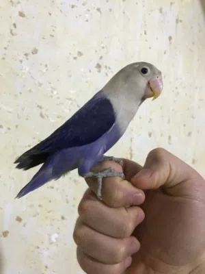 غندوره اليف للبيع