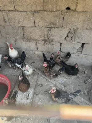 دجاج عرب كويتي للبيع