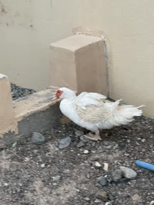 بطه للبيع 1111