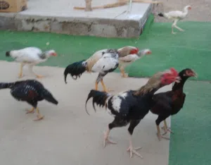 دجاج للبيع