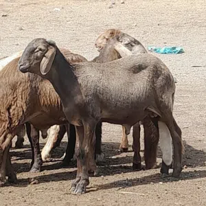 توريد خراف سواكني حيه