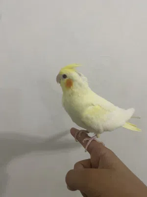 للبيع كروان لاتيني اليف ولعوب