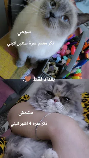 قطط لتبني بغداد فقط