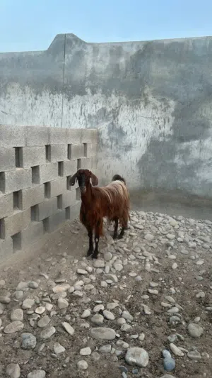 غنمة جامودية طيبة وصاحية