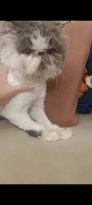 قط منتج كاريير فان اسبوتليس اكزوتك لونج هير