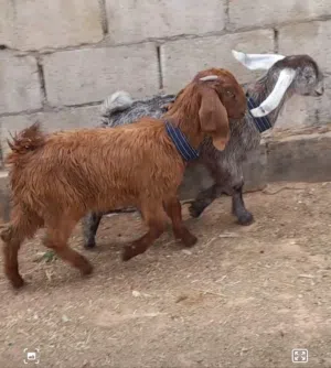 صخلات للبيع عمر ثلاث اشهر الموقع سحاب