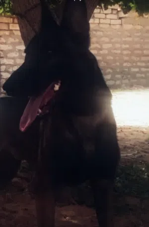 كلب مالينو لون بطاطي واسود كلب بلكوتيب
