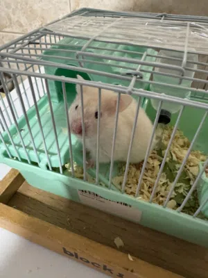 white hamster