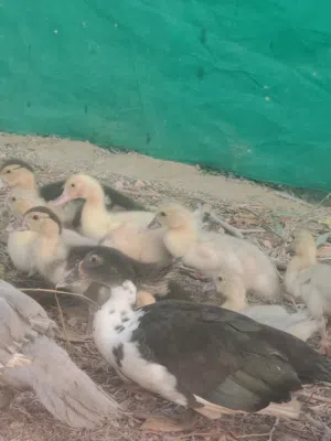 بط المسكوفي الامريكي  بيع فقط الصغار الحبه 4ريال