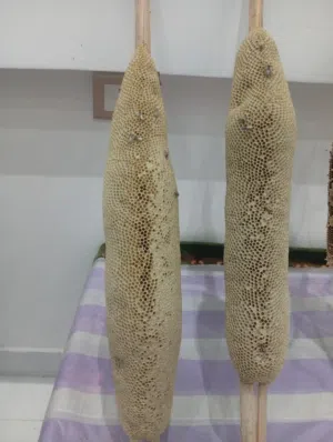 عسل أبو طويق ( غاف +برم )