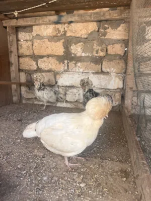 دجاجات بانكس