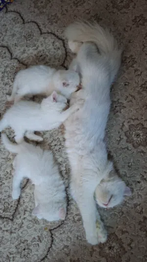 قطط كيوت  صغار