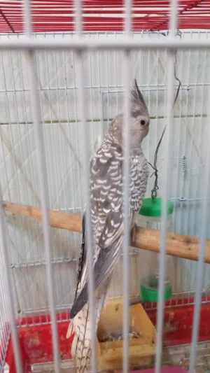 كروان للبيع اليف