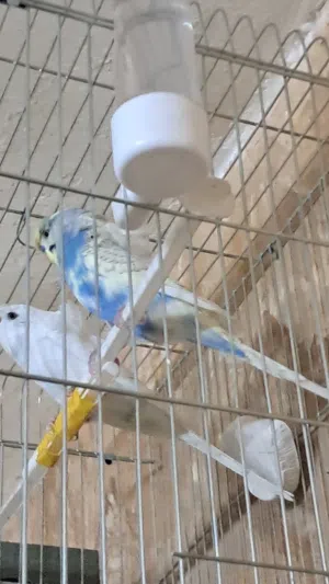 جوز هوجو رومو شغال مع القفص والكوخ
