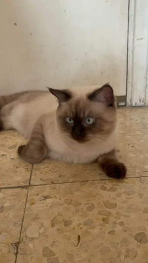 قطط بيتيه للبيع