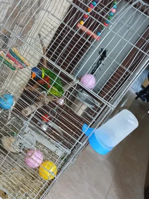 ببغاء لوري