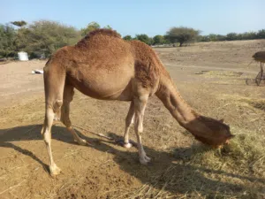 ناقه باطنيه ام ثلاثة نبوط