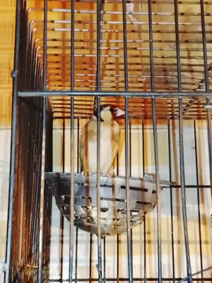 عصفور قرديل ربي يبارك