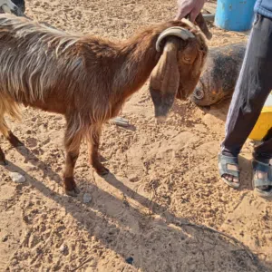 عنز للبيع سنها جامعة