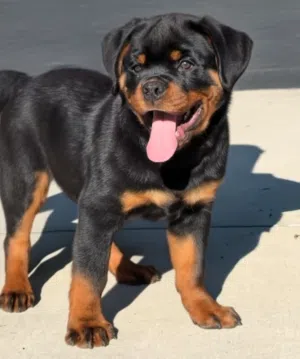 Rottweiler Package – Female Puppy, Mother, Houses & Premium Supplies