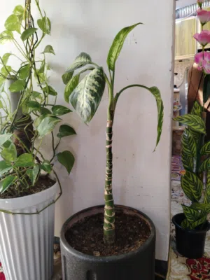 نباتات داخلية