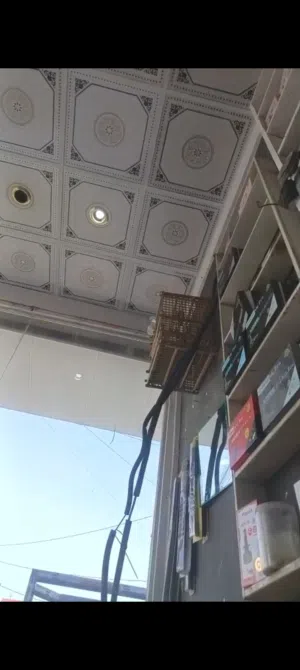 السلام عليكم متاح بلبل وحشي مال فاو