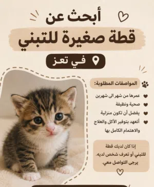 أبحث عن قطة صغيرة للتبنّي في تعز