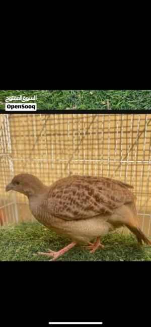 مطلوب صفرد باكستاني انثى