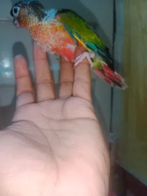 جرين شيك كنيور يلو سايد