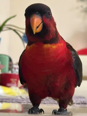 Hand-Tame Talking Black-Capped Lory  1 Year Old  Healthy