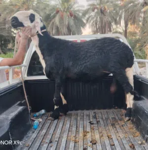 كبش سمين فووووووول