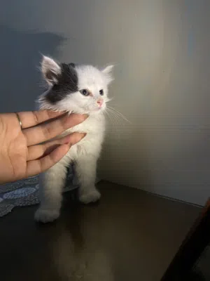 Royal Persian Ki