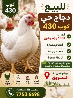 دجاج كوب 430 هندي
