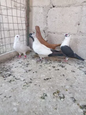 طواير شغلات