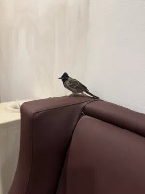 بلبول باكستاني