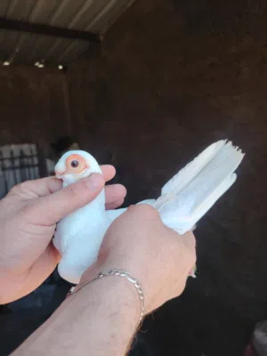 بولنديات بيض حبه ناعمه