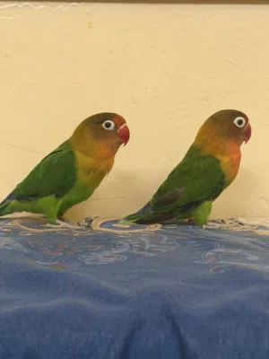 Fischer Love bird pair