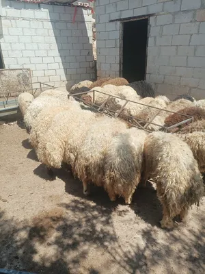 ‏غنم‏3