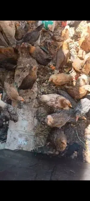 دجاج بلدي الوان حلوه البزره الاصليه