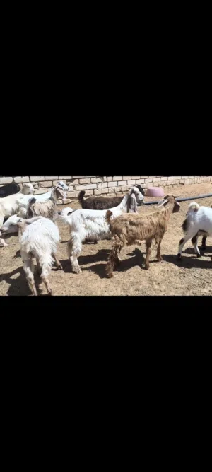 جديان وعنايق فرنسي وهجين حجازي سعر كزيوني