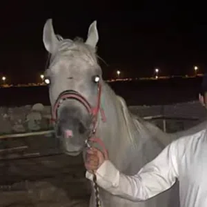 حصان بولش للبيع