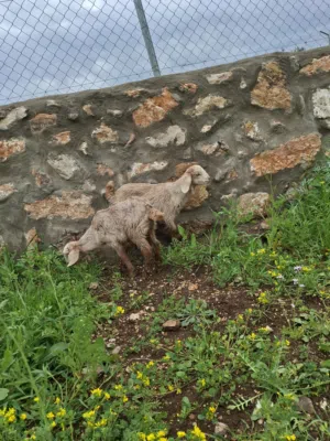 صالتين البينو البزره الصليه مشالله سعر حرق ماخذات جميع المطاعيم