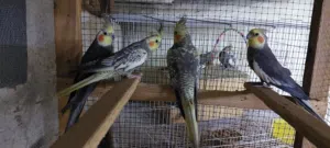 for sale my berd's is cockatiel