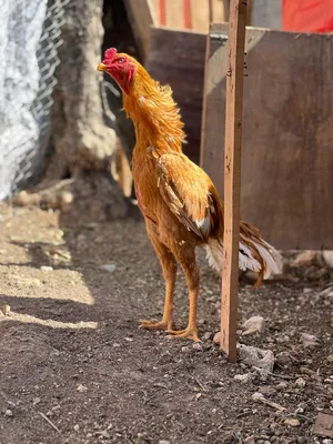 ‏دجاج‏0