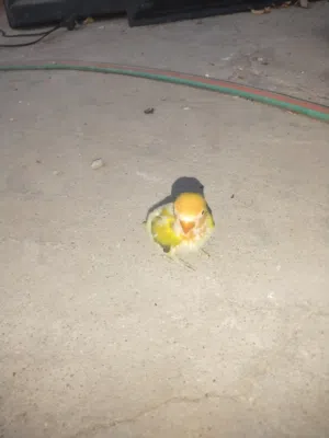 متاح فرخ غندور